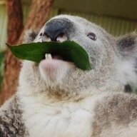 KoalaJustKoala