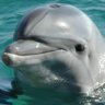 DolphinBoy
